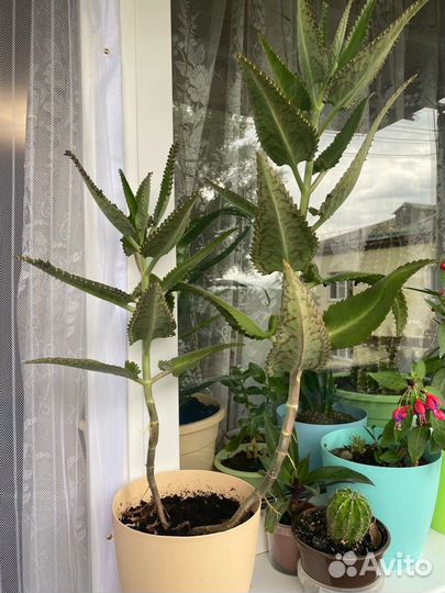 Каланхоэ лечебное