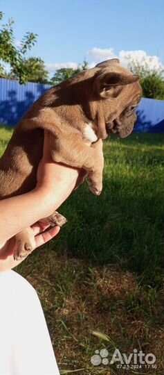 Французский бульдог щенки