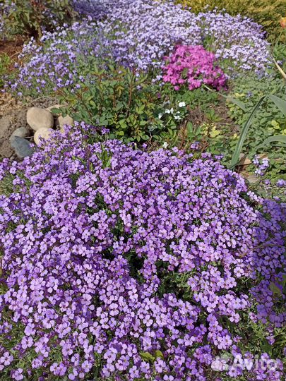 Многолетники