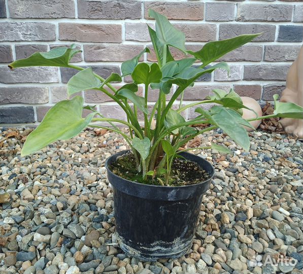 Калла белая эфиопская цветущая