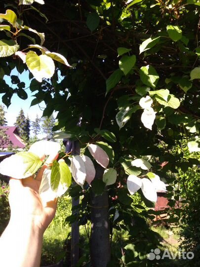 Многолетники