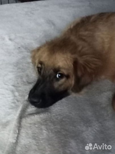 Щенок мальчик