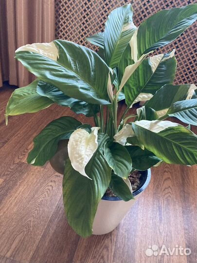 Спатифиллум Пикассо, Джемени