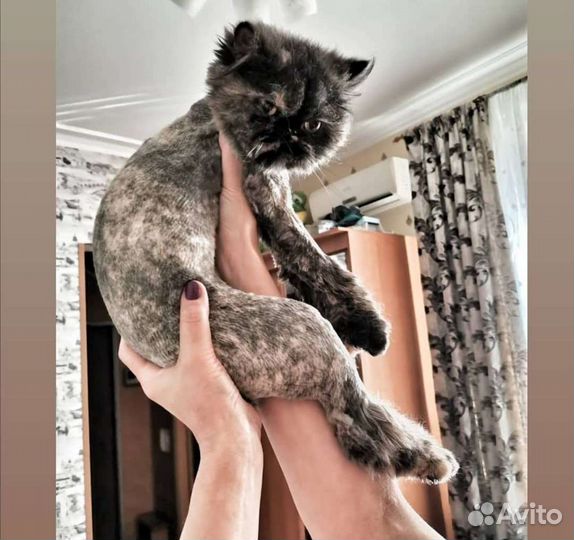 Стрижка котов, кошек на дому