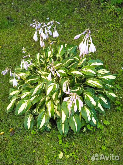 Хоста пестрая