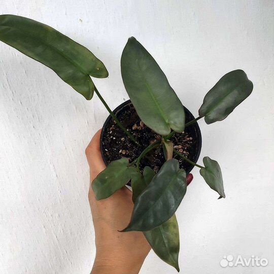 Филодендроны