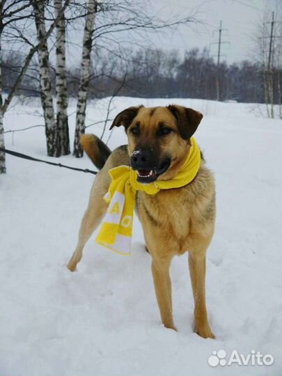 Красавец пес Лео