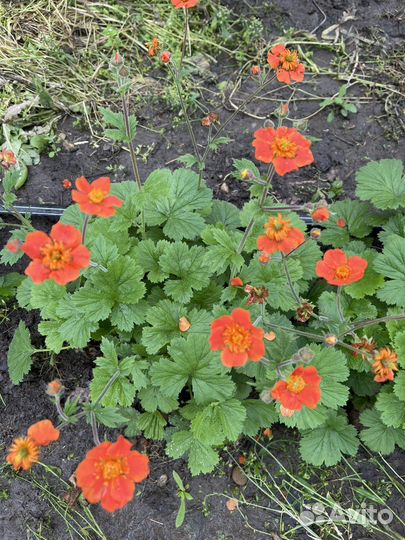 Гравилат чилийский Май-Тай и Борисий