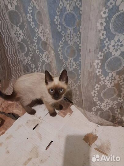 Отдам котенка