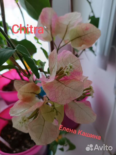 Бугенвиллии