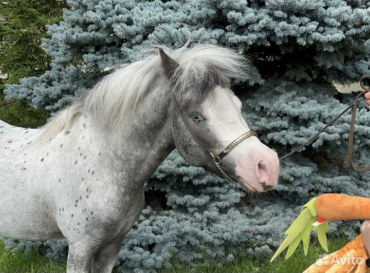 Американская миниатюрная лошадь (мини аппалуза)