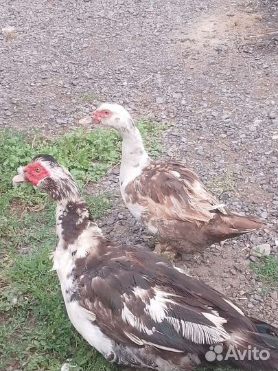 Мускусные утки