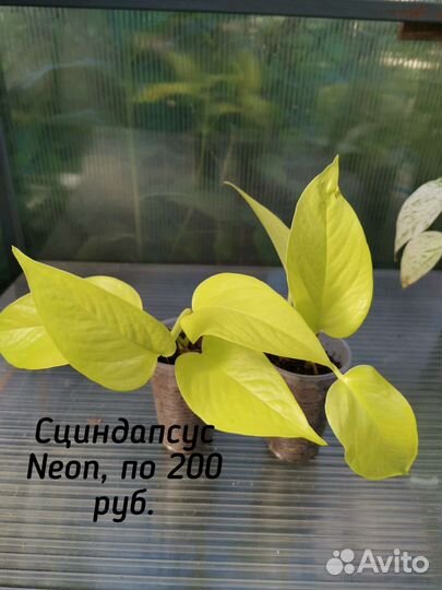 Сортовые сциндапсусы