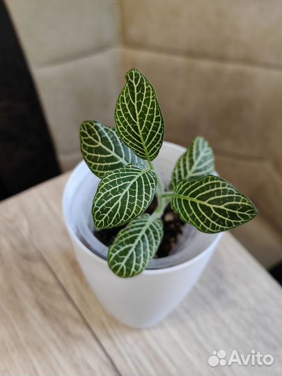 682. Фиттония