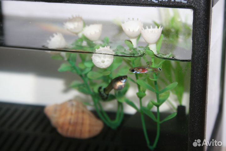 Аквариум 1 л, нагреватель