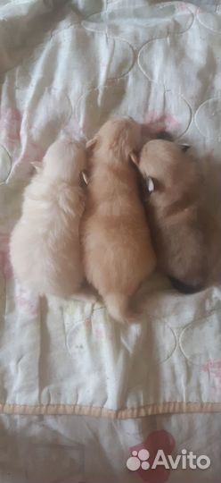 Шпицы щенки