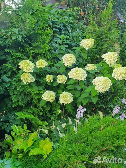 Гортензия метельчатая