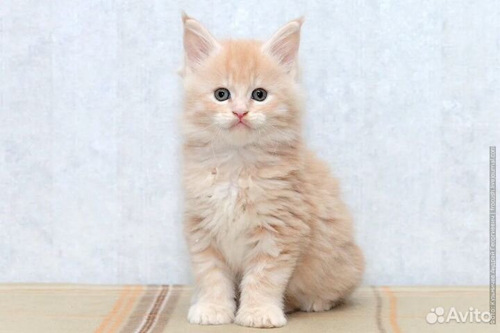 Котята Мейн-кун