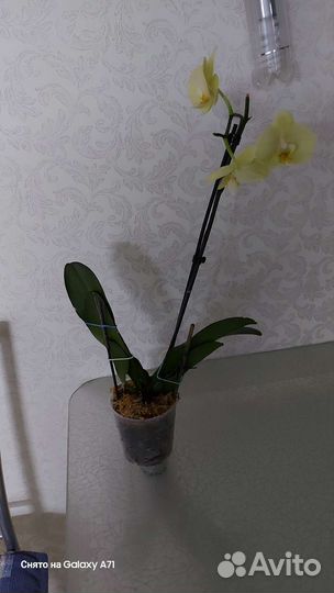 Орхидея Карина