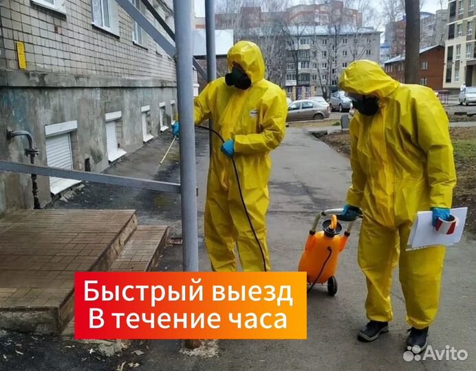 Уничтожение насекомых тараканов клопов