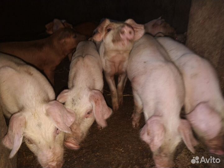 Продажа поросят