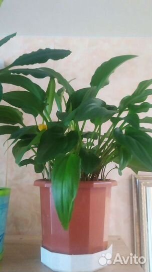 Комнатные растения