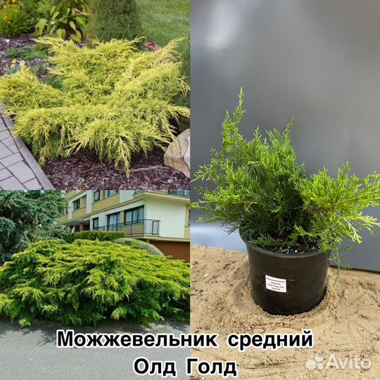 Можжевельник