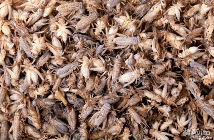 Сверчки домовые, кормовые