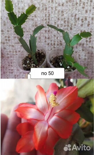 Комнатные растения цветы