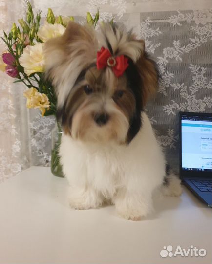 Бивер терьер