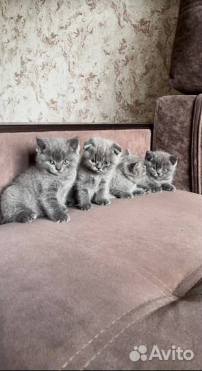 Британские котята