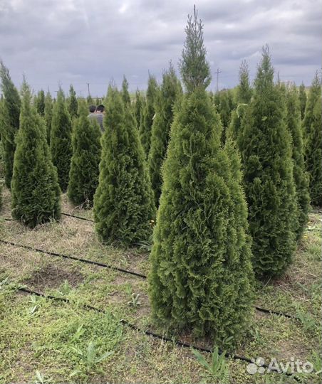 Туя смарагд