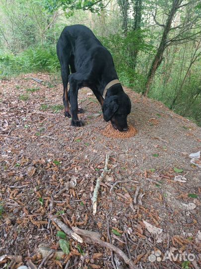 Ищем хозяина