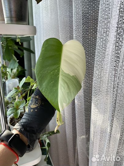 Монстера вариегатная альба