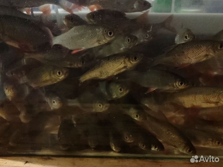 Живец плотва