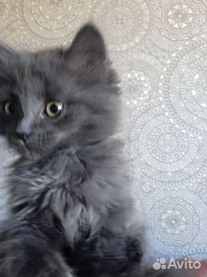 Котенок- девочка