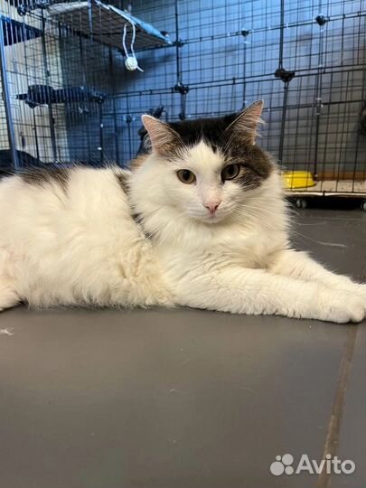 Шикарный Кузя ищет Дом