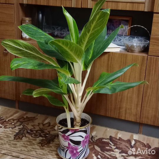 Аглаонема 1500, фикус 2500