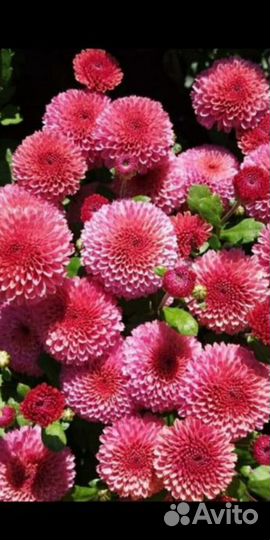 Вербена вегетативная ампельная