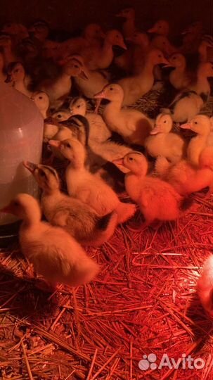 Гусята суточные