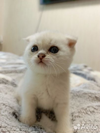 Шотландская вислоухая