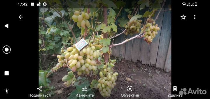 Саженцы винограда