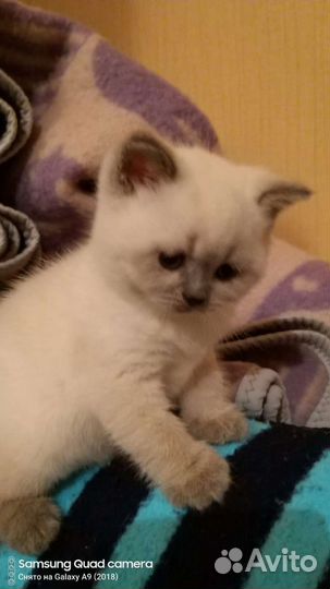 Кошечки и котики колорные