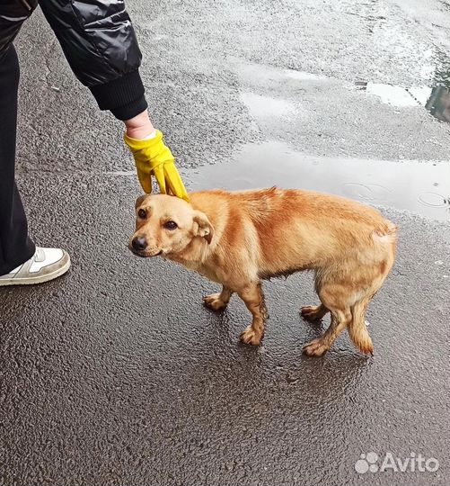 Собака в добрые руки