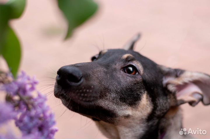 Джес в добрые руки