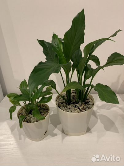 Спатифиллум