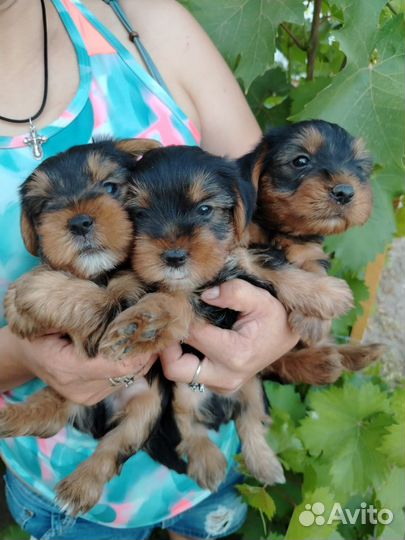 Йоркширский терьер щенки
