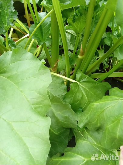 Ревень стебли