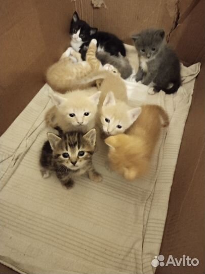 В добрые руки