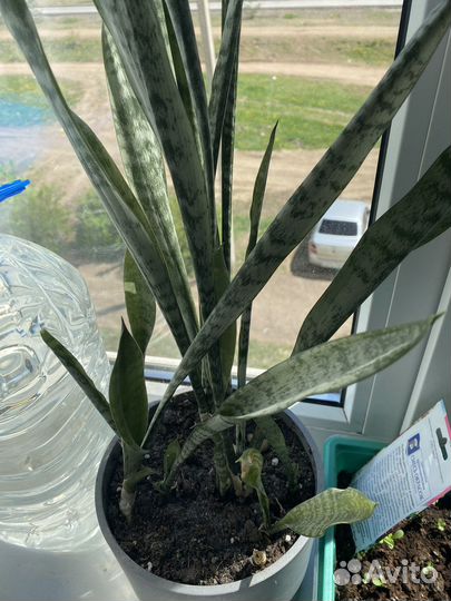 Сансевиерия щучий хвост тещин язык